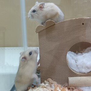 イエロープティングジャンガリアンハムスター（ペットアミ伊万里店）