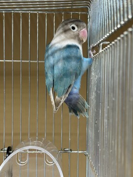 ボタンインコ（ペッツマックス唐津店）