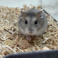 小動物