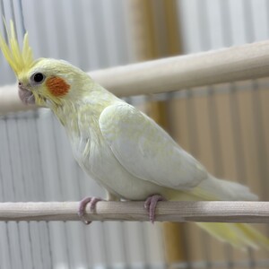 オカメインコルチノー（ペットアミ伊万里店）
