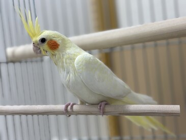 オカメインコルチノー（ペットアミ伊万里店）