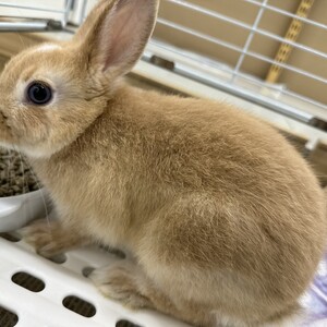 ネザーランドドワーフラビット（ペットアミ伊万里店）
