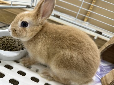 ネザーランドドワーフラビット（ペットアミ伊万里店）