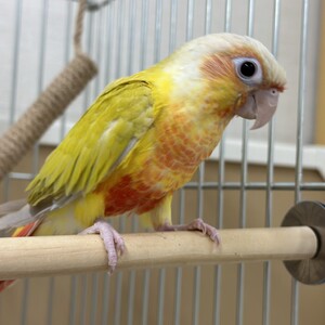 ウロコインコ　サンチーク（ペットアミ伊万里店）
