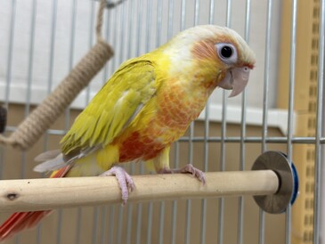 ウロコインコ　サンチーク（ペットアミ伊万里店）