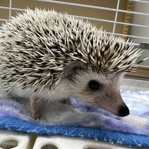 ピグミーヘッジホッグ（ペットアミ伊万里店）