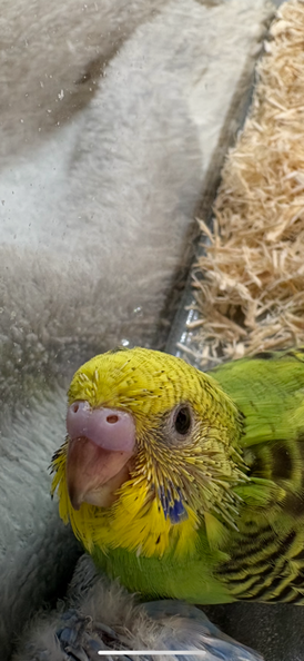 セキセイインコ ヒナ