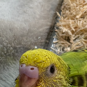 セキセイインコ ヒナ