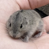 小動物