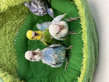 セキセイインコ