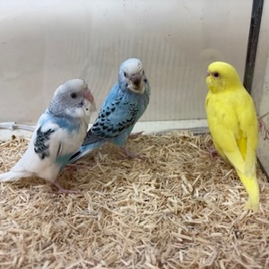 セキセイインコ(ヒナ)(ペットアミ周船寺店)