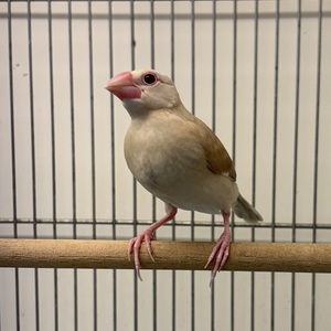 シナモン文鳥（ペットアミ周船寺店）