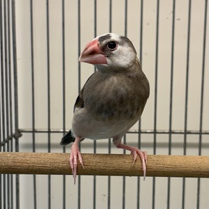 桜文鳥（ペットアミ周船寺店）