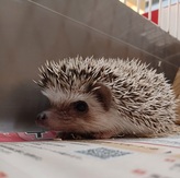 ハリネズミパイド（ペットアミ周船寺店）