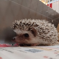 ペットアミ周船寺店