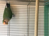 コザクラインコ（ペットアミ周船寺店）