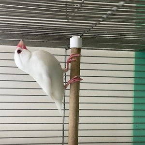 白文鳥