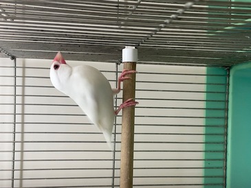 白文鳥