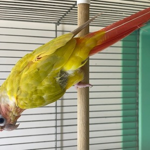 ウロコインコ（ペットアミ周船寺店）