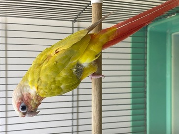 ウロコインコ（ペットアミ周船寺店）