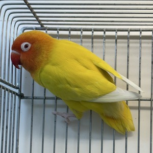 ボタンインコ（ルチノー）（ペットアミ周船寺店）