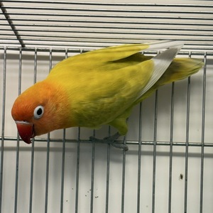 ボタンインコ（ヤマブキ）（ペットアミ周船寺店）