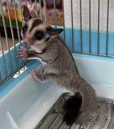 フクロモモンガ（わんわんペットセンター）