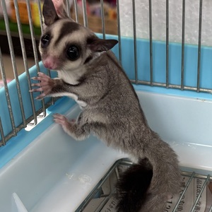 フクロモモンガ（ノーマル）
