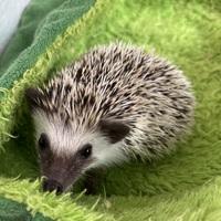 小動物
