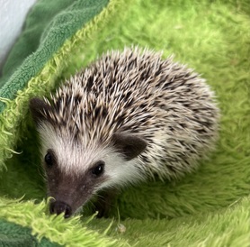 ハリネズミ（パイド）