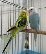 セキセイインコ(わんわんペットセンター)