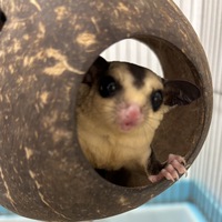 小動物