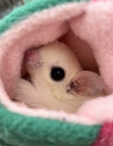 フクロモモンガ（わんわんペットセンター）