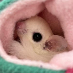 フクロモモンガ（リューシ）