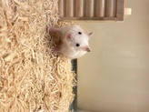 ハムスター各種