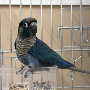 ウロコインコ(ブルー)（ペットアミ伊万里店）