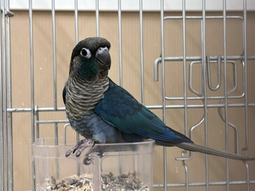 ウロコインコ(ブルー)