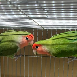 ジャンボ系　コザクラインコ（ペットアミ伊万里店）