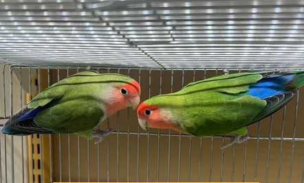 ジャンボ系 コザクラインコ(ペットアミ伊万里店)