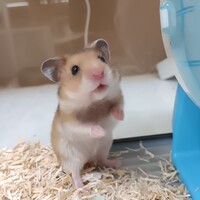 小動物