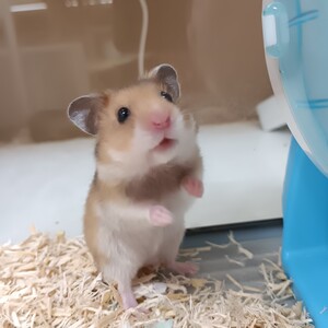 ペットアミ武雄店