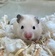 キンクマハムスター（ペットアミ伊万里店)