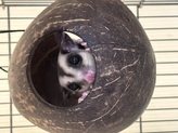 フクロモモンガ（ノーマル）