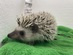 ハリネズミ(パイド)