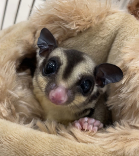 フクロモモンガ ノーマル(ペットアミ伊万里店)