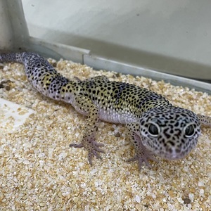 ヒョウモントカゲモドキ(ハイイエロー)（ペットアミ伊万里店）