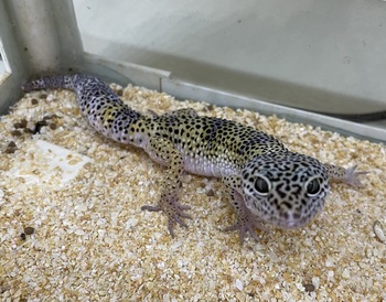 ヒョウモントカゲモドキ(ハイイエロー)（ペットアミ伊万里店）