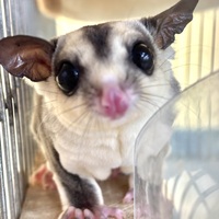 小動物