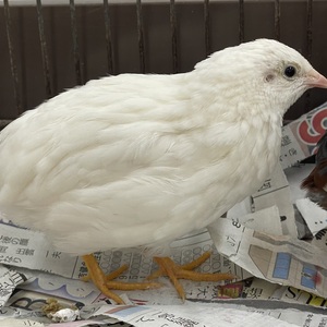 ヒメウズラ