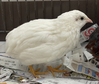 ヒメウズラ